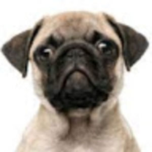 Meet your Posher, Georgia